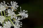 White baneberry <BR>Doll's eyes